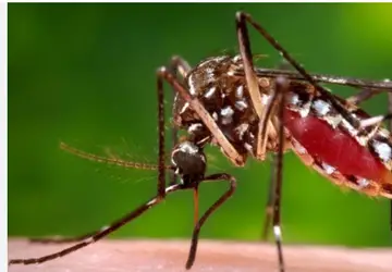BRASIL 'DENGOSO', País registra mais de 1 milhão de casos de dengue em 2024; mortes chegam a 214