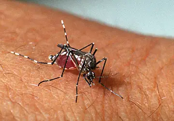 SERGIPE, Estado já apresenta mais 890 casos de dengue no início deste ano