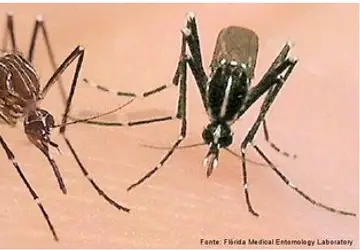 ARACAJU/SE, SMS investiga morte de homem picado pelo mosquito Aedes aegypti 