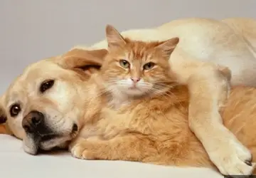 SERGIPE, Veterinário esclarece os sinais do envelhecimento dos Pets