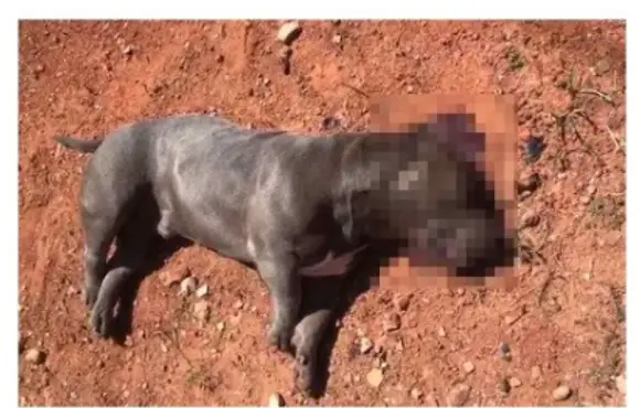 BOQUIM/SE, Policial é suspeito de matar a tiros cachorro de vizinho
