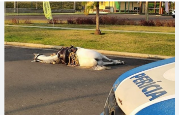 Cavaleiro e cavalo morrem eletrocutados por fio de alta tensão caído em rua 