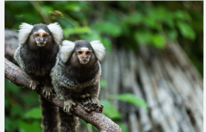 Mulher morre ao ser mordida por sagui e contrair raiva humana